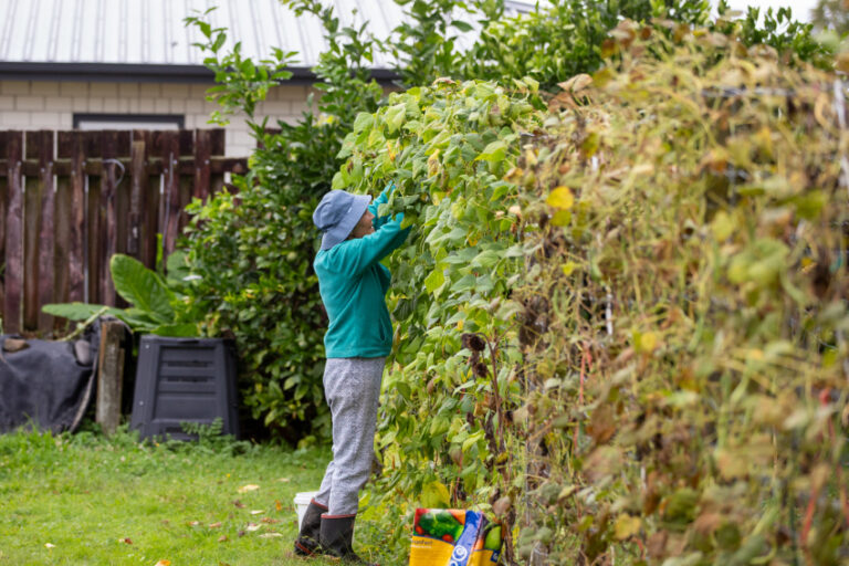 Older adult tending to a hedge in the garden